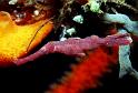 27 Velvet Ghostpipefish